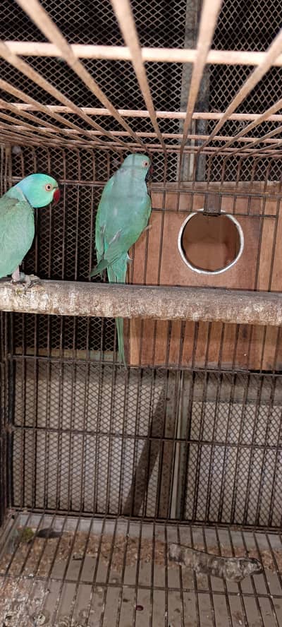 Blue Ringneck breader fertile pair