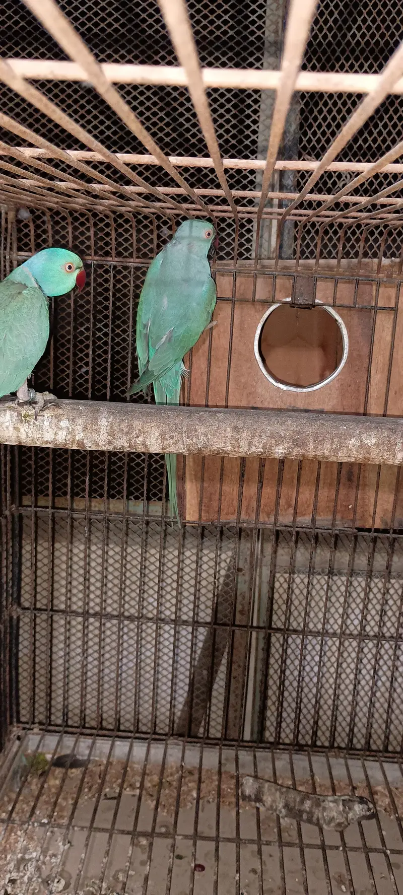 Blue Ringneck breader fertile pair