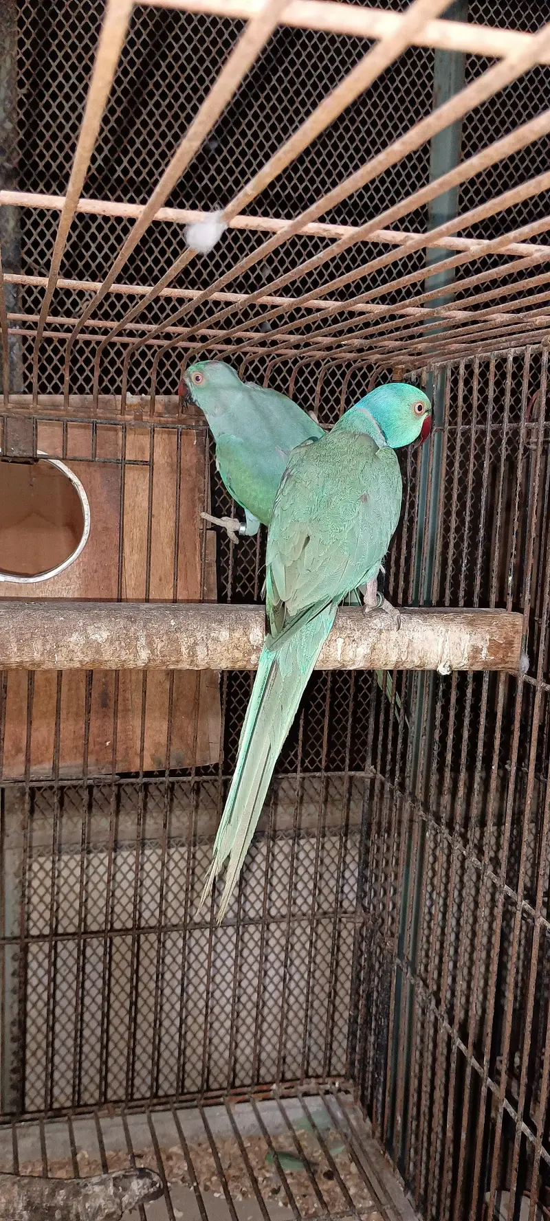 Blue Ringneck breader fertile pair — photo 2