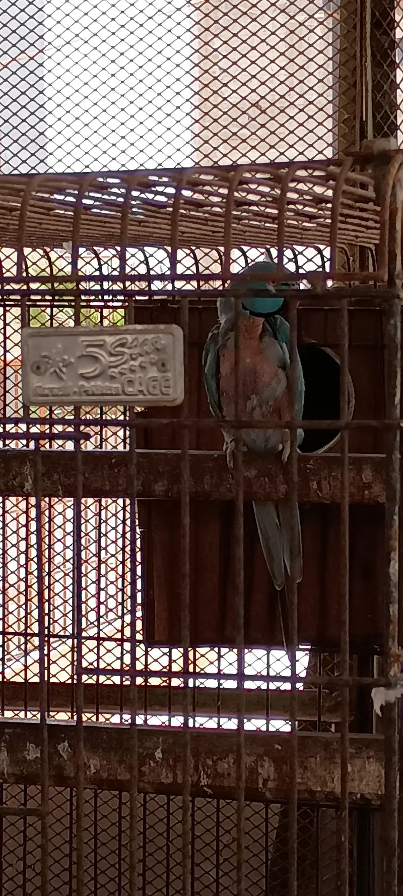 Blue Ringneck breader fertile pair — photo 3