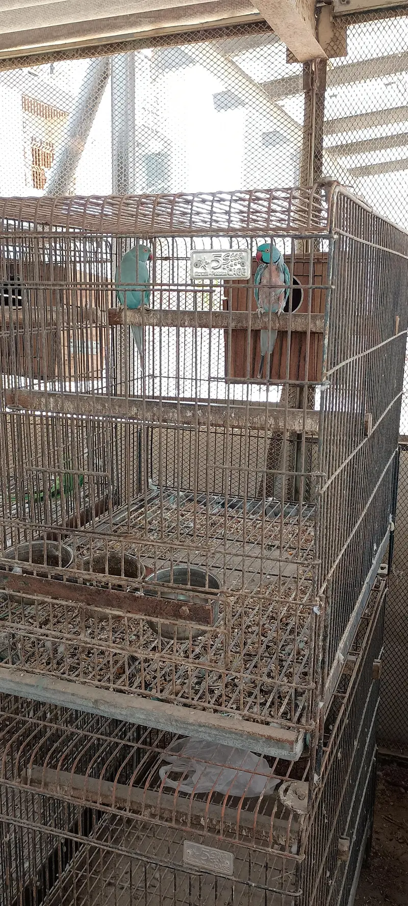 Blue Ringneck breader fertile pair — photo 4