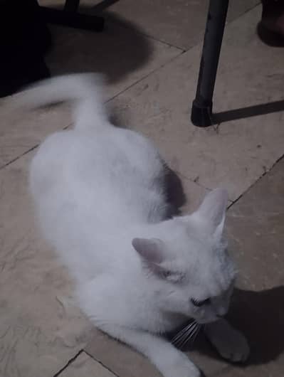 cat kids