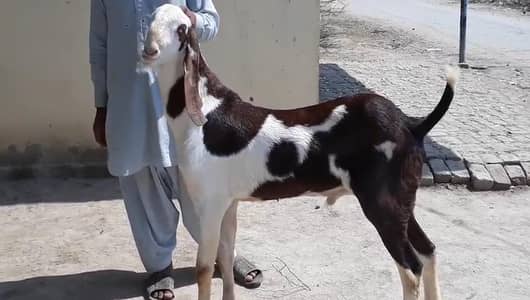 Desi Bakra Urgent For Sale _ 03242408902