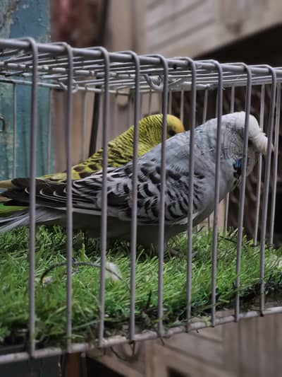 Exhibition ECB Crested Male / TCB Exhibition Female / Exhibition pair