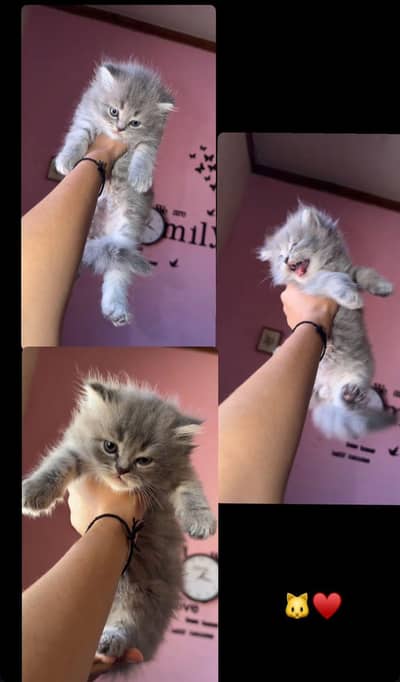 selling kitten