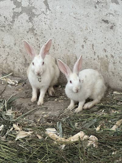 Flemish Gaint Rabbit Bunnies Only Female Available 4 Month