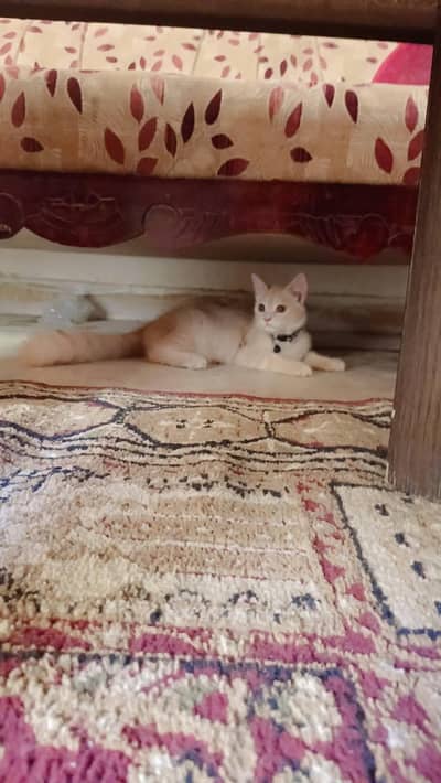 persian cat full trained