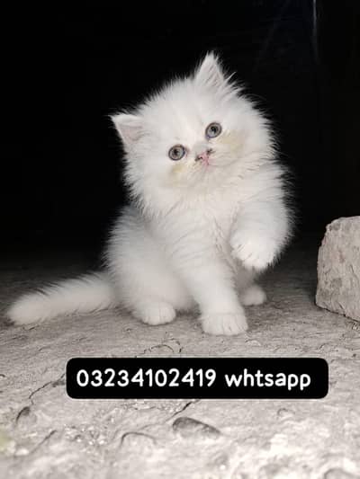 Punch Face Persian Kittens | Healthy & Active in Lahore