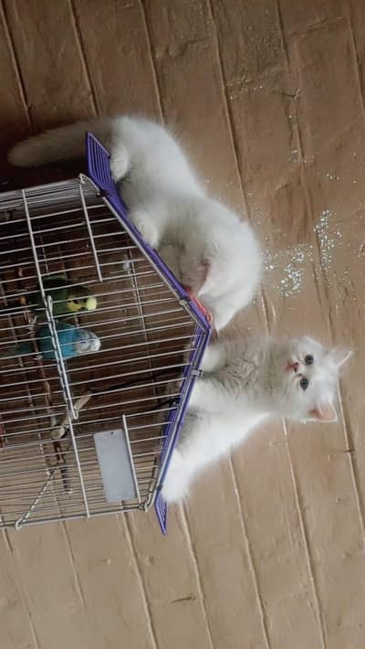 2 months male kittn