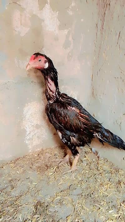 Black aseel murgi for sale and exchange