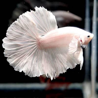 beta fish / Siamese fighting fish high quality available at Aquafins