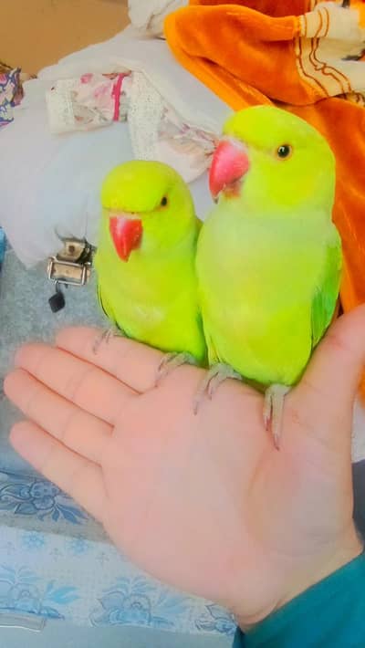 03369510495 Handtame Friendly Green Ring Neck Male Parrot Jumbo Size