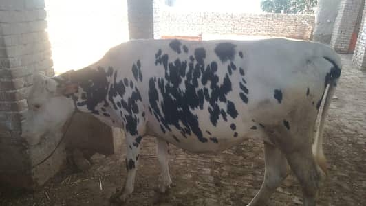 Heifer American friezian