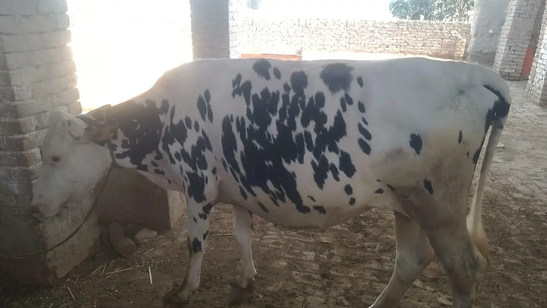 Heifer American friezian