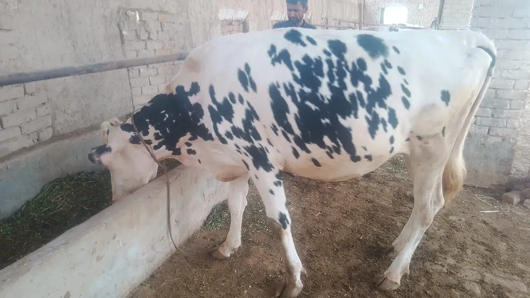 Heifer American friezian — photo 3