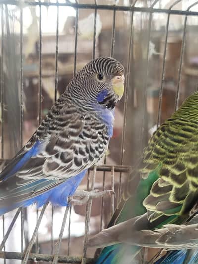 Black Face and Black Wing budgies pairs available