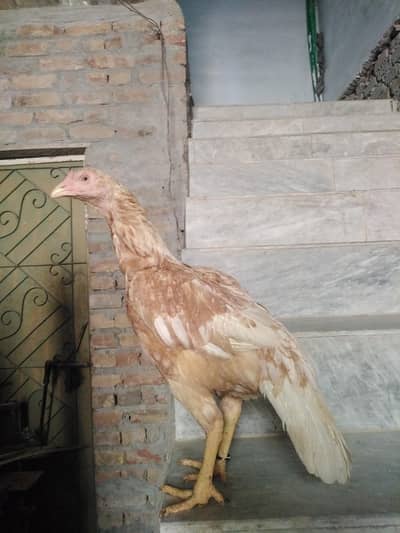 selling jora sontol Madi or sawa birds