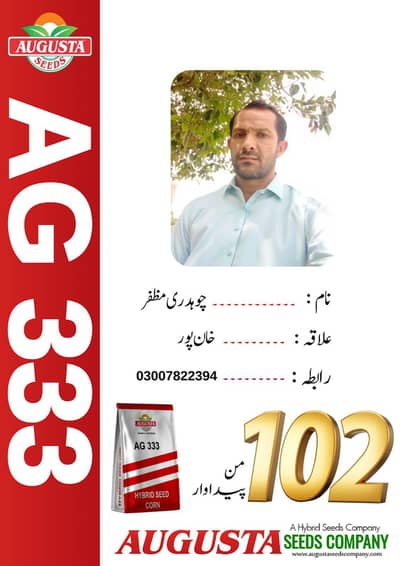 AG-333   Corn seeds available in Sahiwal