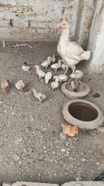 Aseel Mianwali Aseel ( Lakha , Heera , Cheena , Mushka )
