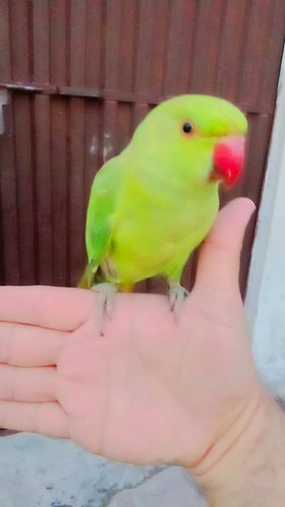 03435131048 Green ringneck parrot handtame
