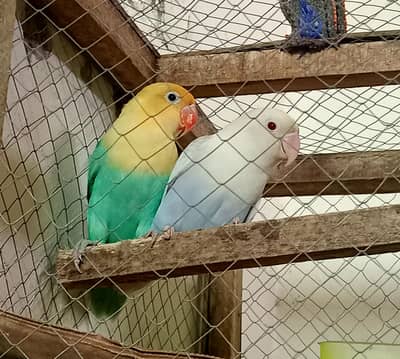 Blue Opaline PF Visual  × Parblue Opaline / PF