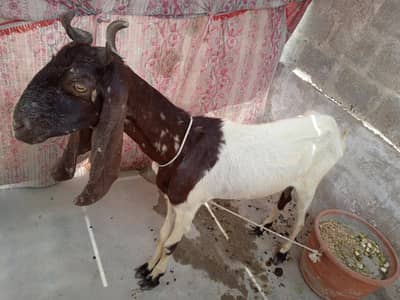 Bakri for sale healthy active h Masha Allah se or milk bhy duty h