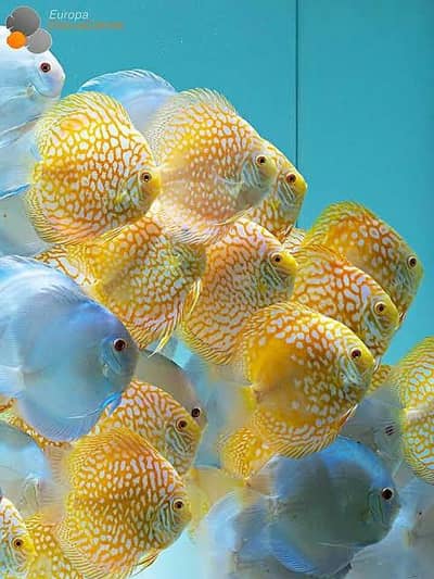 discuss fish yellow and blue only