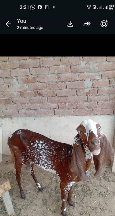 goat for sale