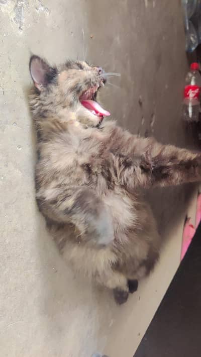 Triple Coat Persian Cat