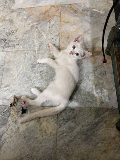 Active & playfull kitten fOr sale