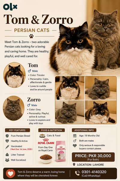 Persian Cats for Sale – Tom & Zorro