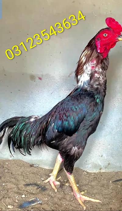 aseel pure lasani patha kureez mukammal hogaya e contact 03123543634