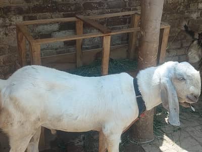 bakra