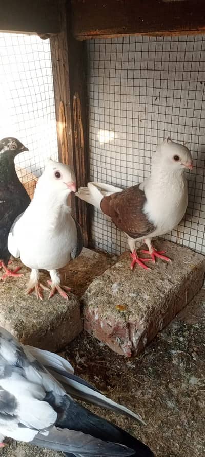 2 Sentinen breeder pair available hy