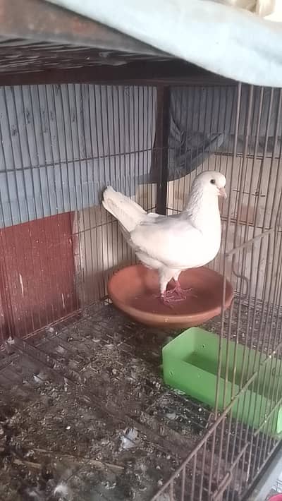 king female breeder hai full for sell 0312/496/21/95
