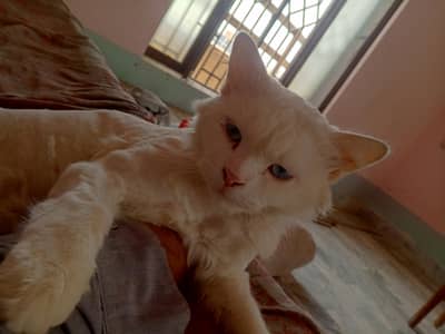Persian Tom Two coat