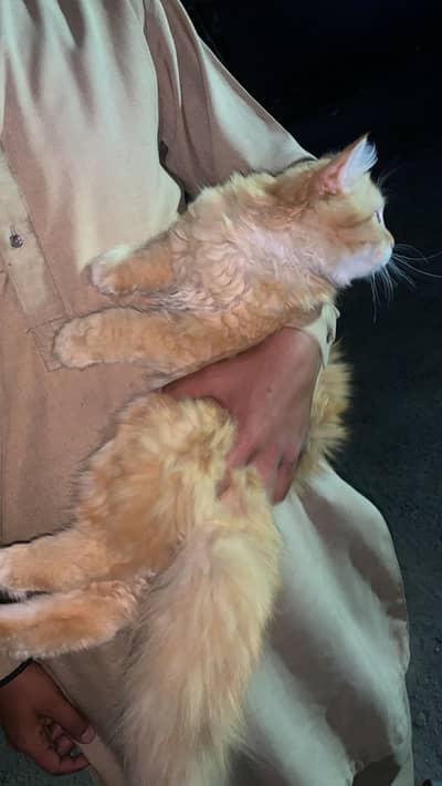 Double coated female persian