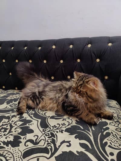 male cat tripple cote
