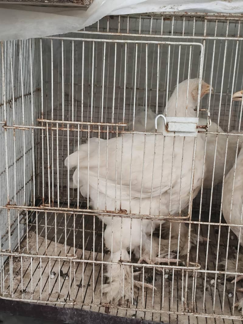 White Heavy Buff 1