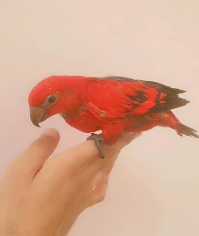 red lory baby/03152248124