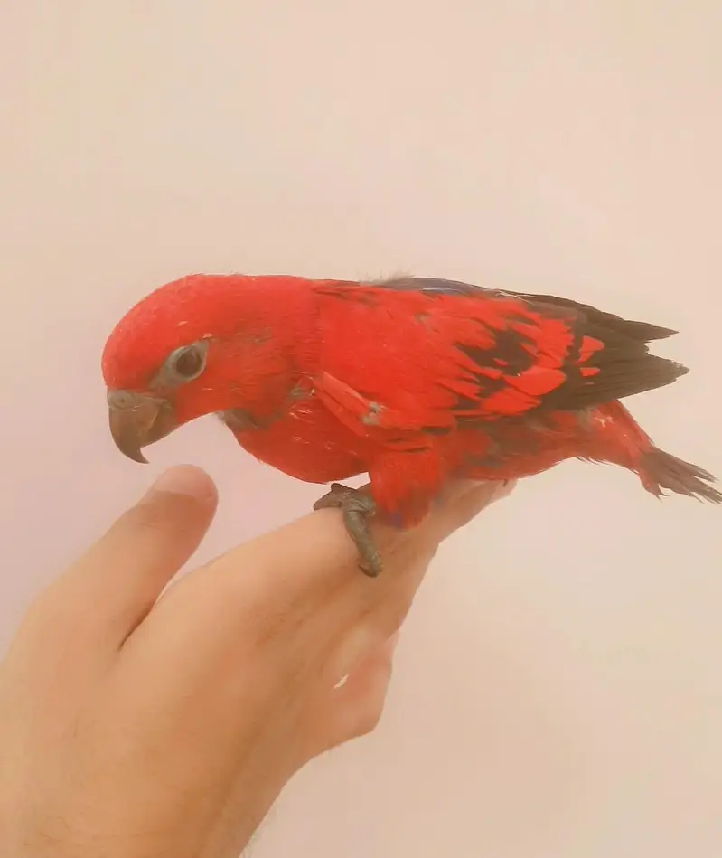 red lory baby/03152248124