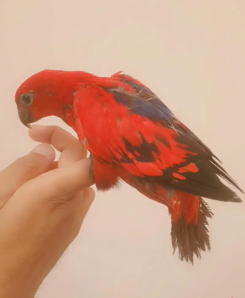 red lory baby/03152248124 — photo 2