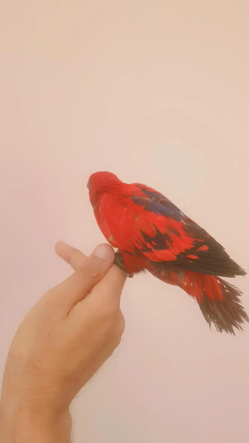 red lory baby/03152248124 — photo 3