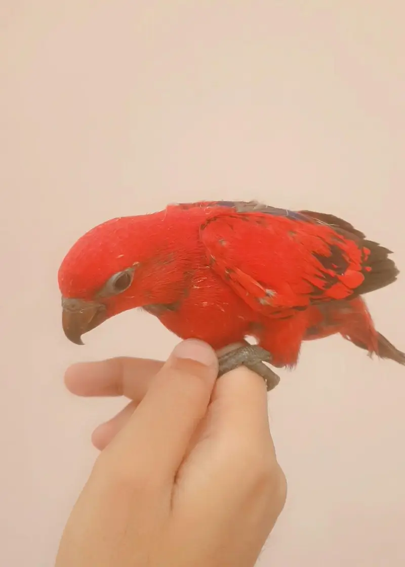 red lory baby/03152248124 — photo 4