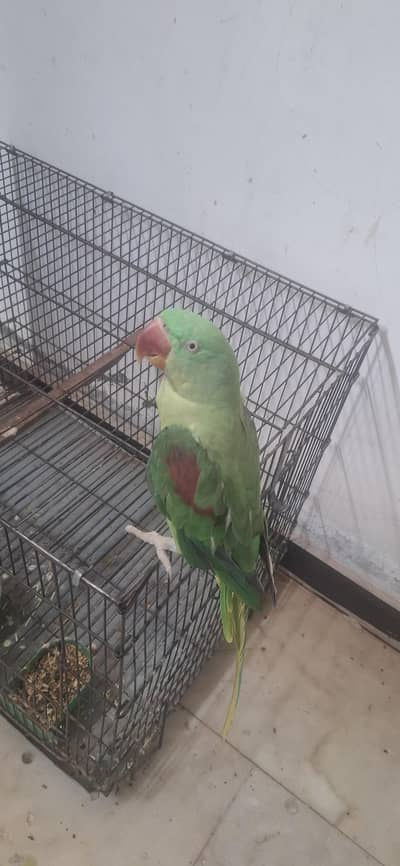 Healthy & Tame Parrot for Sale – Active and Friendly