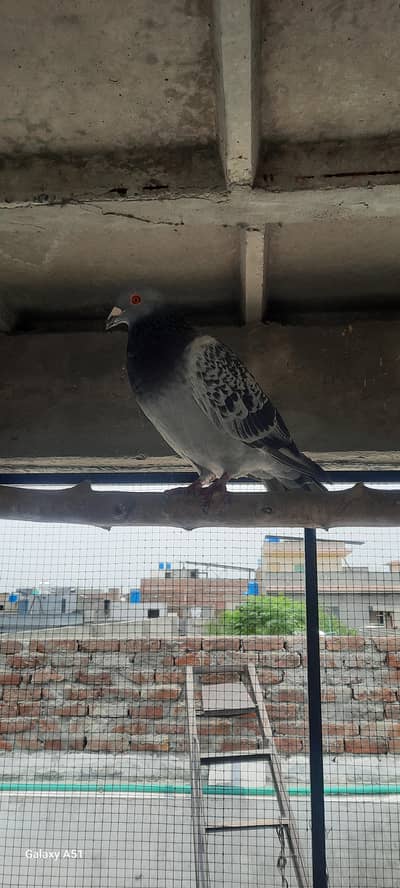 qasid pigeon for sale