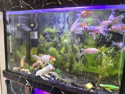 Mix Longs fins Carbs Shipping kings Fishes Mix Sizes