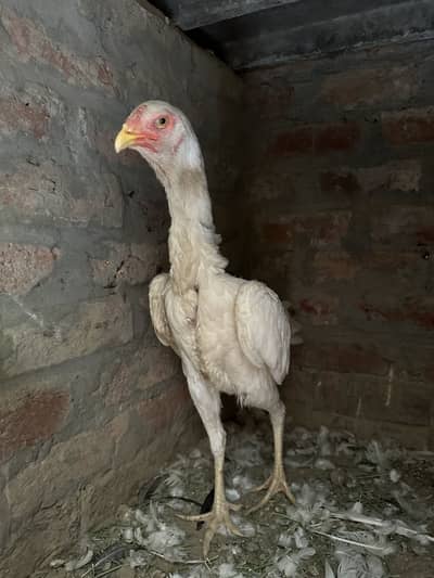 Aseel shamo female & heera aseel male murga for sale