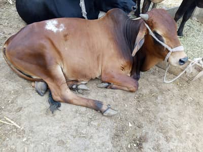 bull sahiwal nsal