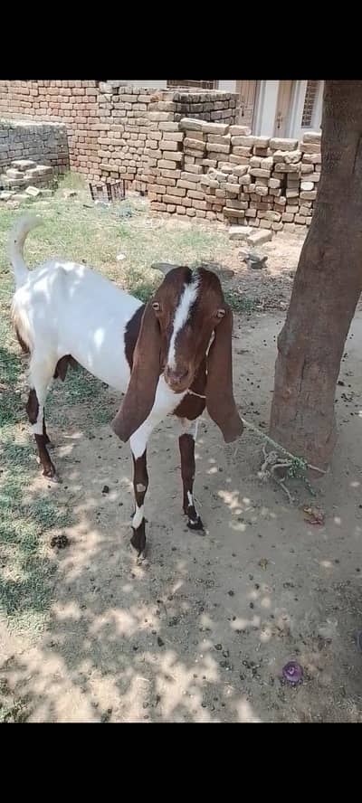 Desi Bakri